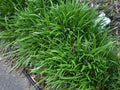 Mondo Grass, Evergreen groundcover, Border Plant - 3 Live Plants in 3.5" pots by Unknown