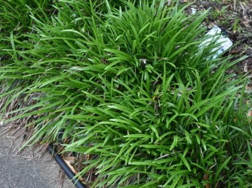 Mondo Grass, Evergreen groundcover, Border Plant - 3 Live Plants in 3.5" pots by Unknown