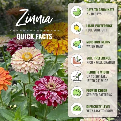 Seed Needs Candystripe Zinnia Seeds to Plant Cut Flowers - 5 Packs - Image 4