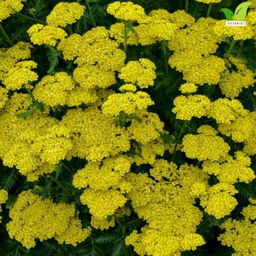 Votaniki Firefly Sunshine Yarrow Bare Root Perennial Bright Yellow Flowers Summer Blooming Drought Tolerant Upright Plant for Garden Borders Cut Flowers Outdoor Growing (Pack of 1) - Image 3