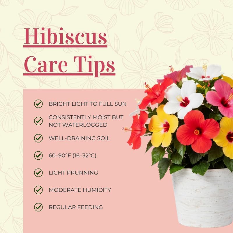 3 Pink Hardy Hibiscus Plants Live, Flowering Shrub, 4-7 Inch Tall - Image 4