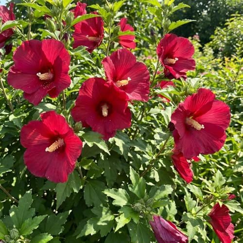 Red Rose of Sharon Live Plant, Vibrant Flowering Shrub, 8-10 Inch Tall - Image 7