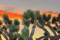 Joshua Tree Bonsai Seeds - 10 Seeds to Grow - Highly Prized Joshua Tree - Made in USA, Ships from Iowa by CZGrain