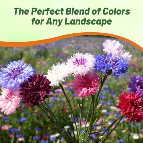 Outsidepride Dwarf Polka Dot Mix Cornflower Seeds - 2000 Pcs. Annual Bachelor's Button Flower Seeds for Cut Flower Gardens, Drought-Tolerant, Attracts Pollinators, Ideal for Borders & Bouquets - Image 6