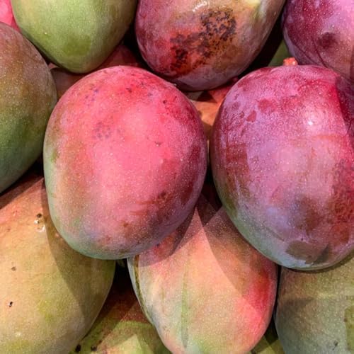Red Purple Mango Tree Live Plant, Outdoor Garden Fruit Tree, 10-16'' Tall - Image 6