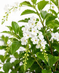 White Duranta erecta 'Alba' Live Flowering Shrub 4 Inch Pot by Unknown