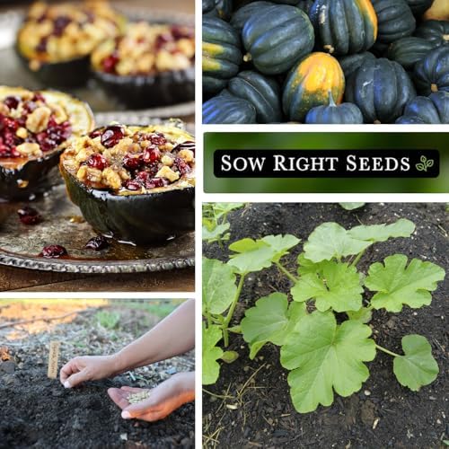 Sow Right Seeds - Table Queen Acorn Squash Seed for Planting Vegetables - Image 4