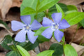 Vinca Minor Ground Cover (RFS) (Periwinkle) (50 Mature Bareroot Plants) by Unknown