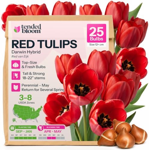 25 Red Darwin Hybrid Tulip Flower Bulbs Tulipa Red Van Eijk by Unknown
