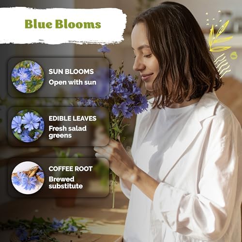 550 Chicory Heirloom Flower Seeds for Planting, Cichorium Intybus - Image 4
