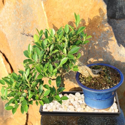 Brussel's Bonsai - Large Live Ficus Bonsai Tree with Tray, Indoor Plant - Image 5