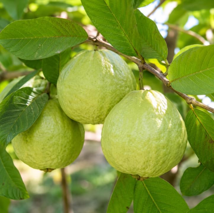 White Guava Tree Live Plant 4-6 Inch Tall, Sweet Guava Plant, Tropical Fruit Tree with Fragrant White Flowers for Outdoor Garden in 4 Inch Pot - Image 2