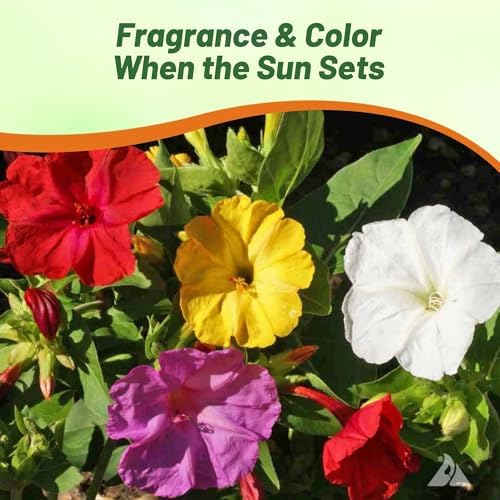 Outsidepride Mixed Four O'clock Flower Seeds - 1/4 lb Perennial Fragrant, Trumpet-Shaped Blooms, Deer-Proof & Easy to Grow, for Pollinator & Evening Gardens, Containers, Hedges, or Borders - Image 6
