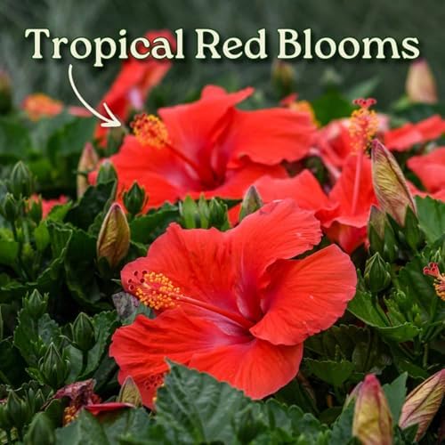 Live Hibiscus Plant - Tropical Flowering Tree Plant - Red President - Overall Height 38" to 44" - Tropical Plants of Florida (Plant Only) - Image 2
