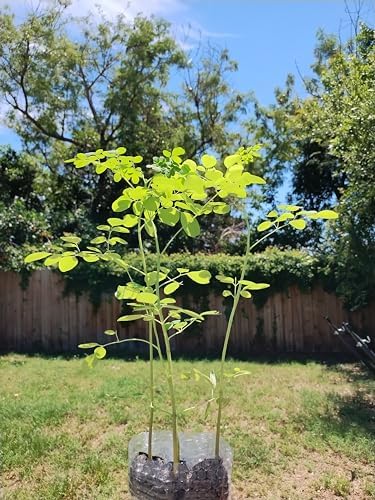 Moringa Trees 3 Live Moringa Plants with Moringa Seeds - Organically Grown - Non-GMO - Miracle Tree - Moringa Oleifera - Herb - Image 6