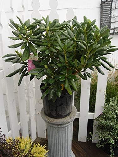 Rhododendron cat. 'Roseum Elegans' (Rhododendron) Evergreen, lavender pink flowers, #2 - Size Container - Image 4