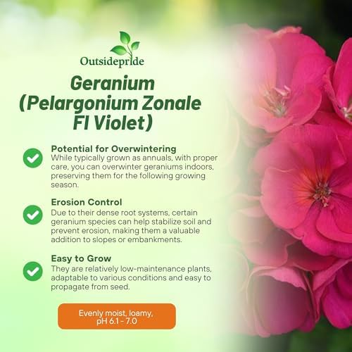 Outsidepride Violet Geranium Seeds for Planting - 50 Pcs Annual, Heat & Drought Tolerant Flower Seeds with Green Foliage & Violet Blooms for Pots, Borders & Lush Summer Garden Displays - Image 3