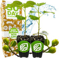 Fignomenal Dwarf Fig Live Plant - Ficus carica - Wellspring Gardens Starter Potted Plant for Indoor and Outdoor Home Decor, Gift Essential for House (2-Pack) by WellspringGardens
