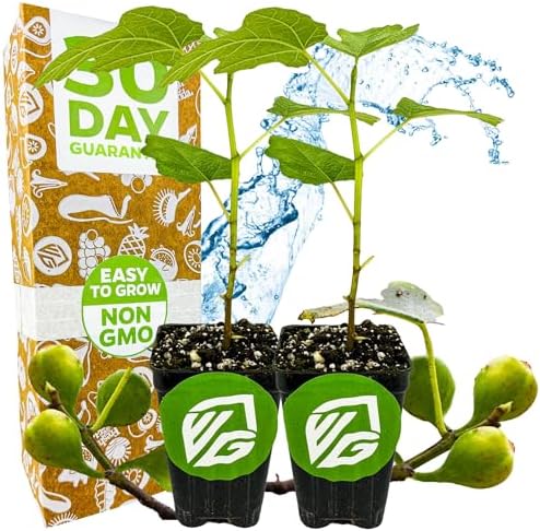 Fignomenal Dwarf Fig Live Plant - Ficus carica - Wellspring Gardens Starter Potted Plant for Indoor and Outdoor Home Decor, Gift Essential for House (2-Pack) by WellspringGardens