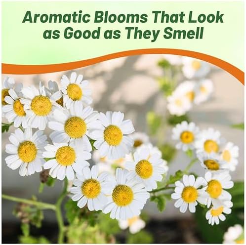 Outsidepride Roman Chamomile Seeds - 50000 Pcs Perennial, Drought Tolerant, Self-Seeding & Versatile, Herb Seeds for Planting Sweet Scented Daisy-Like Blooms, Ideal for Slopes & Pollinator Gardens - Image 6