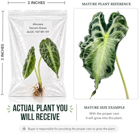 Alocasia Venom, Complete Tissue Culture Kit – Rare Live Alocasia Plant Starter, Indoor Houseplant - Image 2