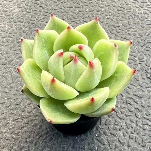 Sprout N Green Echeveria Agavoides 'Blue Dragon', Live Mini Succulent Plant - Image 2