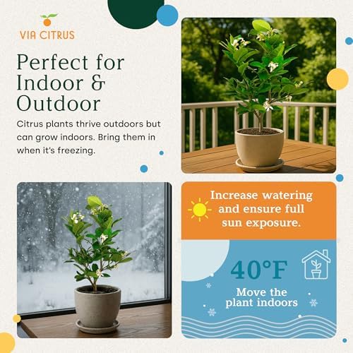 Ponderosa Lemon Tree Live Plant 13-22" Tall by Via Citrus - Image 4