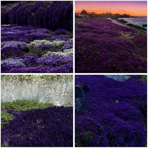 20000 Purple Creeping Thyme Seeds for Planting Outdoor,Creeping Phlox Ground Cover Seeds,Perennial Flower Seed Plant Non-GMO Heirloom Thyme Thymus Serpyllum Seed in Home by MIXRUGBACWATER