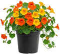 2 Nasturtium Plants Live, Hardy Nasturtium Vine, 4 Inch Pot by Unknown