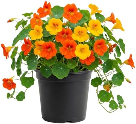 2 Nasturtium Plants Live, Hardy Nasturtium Vine, 4 Inch Pot by Unknown