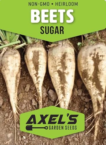 50+ Beet Seeds for Planting – Heirloom Non-GMO - Image 2