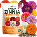 HOME GROWN Zinnia Seeds Dahlia Mix - 4300 Seeds, Zinnia Elegans by HOMEGROWN