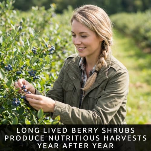 Highbush Blueberry Seeds for Planting | Sweet Berry Shrub | 100 Seeds - Image 6