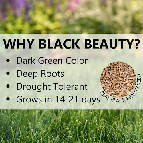 Jonathan Green Black Beauty Dense Shade Grass Seed - 25 lb - Image 5