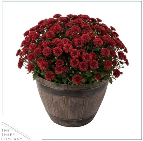 Chrysanthemum (Whiskey Barrel Deco Pot), Red Blooms, Live Fall Flowering Perennial, 15" Tall by 12" Wide in 3 Qt Pot - Image 3