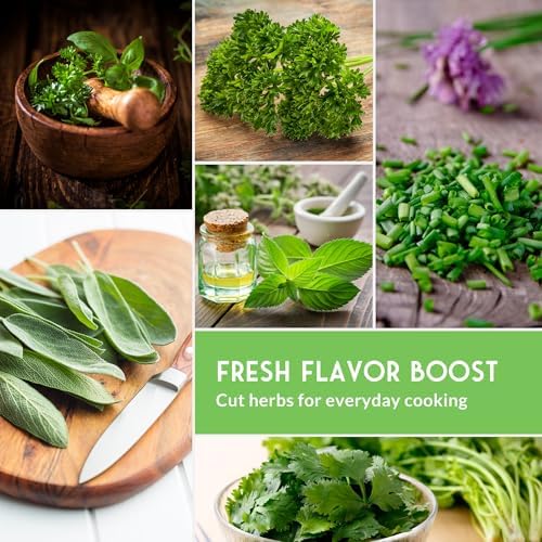 Hydroponic Herb Seeds for Indoor Garden – 6 Variety Pack - Image 5