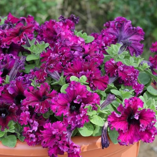 Eden Brothers Petunia Seeds - Espresso Frappe Ruby - Image 2