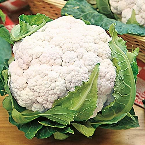 Cauliflower Seeds- Snowball Y,50 Count COOL BEANS N SPROUTS Brand. Home Gardening. by CoolBeansNSprouts