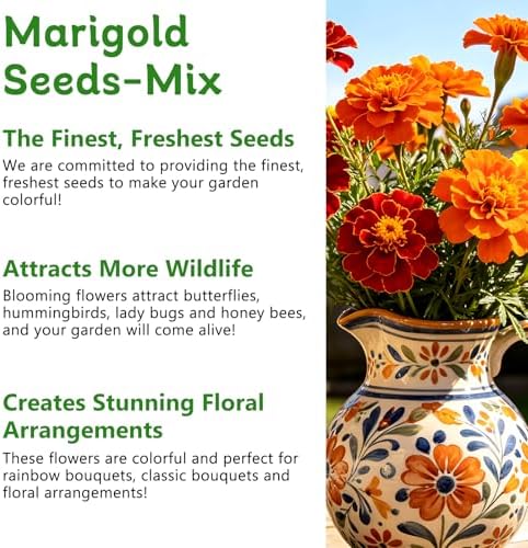 Marigold Seeds, 6,000+ Marigold Seeds for Planting Outdoor & Indoor, Flower Seeds Bulk for Gardening and Home, Non-GMO Heirloom, Easy to Grow - Image 4
