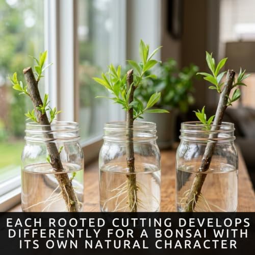Dwarf White Willow Bonsai Cutting – Live Unrooted Cutting for Growing - Image 2