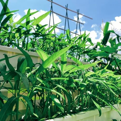 1200+ Kong Xin CAI Vegetable Seeds Water Spinach Kangkong Delicious Vegetable Seeds for Green Leaf Planting Garden Non-GMO Choy Ong Seed - Image 3