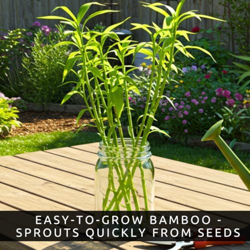 Giant Bamboo Seeds for Planting | 100 Seeds | Tall Bamboo - Image 3