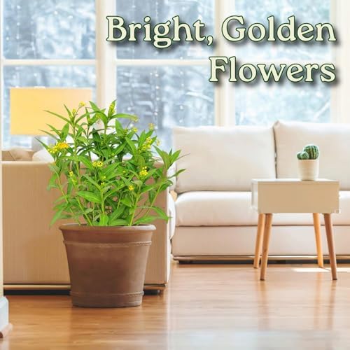 Live Yellow Milkweed Plant (Asclepias Curassavica) – 3 Gallon Pot, 28–34” Tall – Butterfly Host & Pollinator Attractor for Outdoor Gardens, Monarch Habitat Native Perennial, Grown in the USA - Image 5