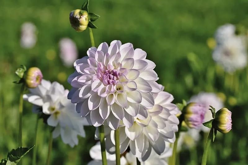 Dwarf Dahlia Mix Seeds, 300+ Non-GMO Heirloom Seeds, Compact Cold-Hardy & Drought-Tolerant Perennial, Vibrant Blooms for Garden Borders, Containers & Patios - Image 7