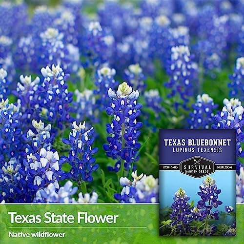 Texas Bluebonnet Seeds for Planting - 1 Pack - Image 3