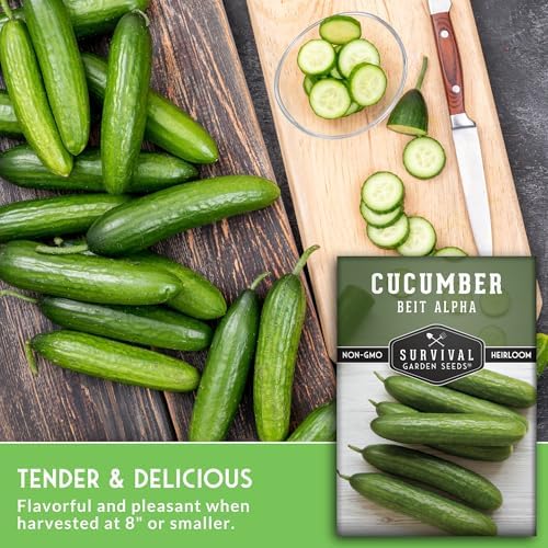 Beit Alpha Cucumber Seeds for Planting - Burpless Variety (1 Pack) - Image 3