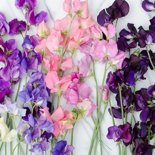 Seed Needs Flower Seeds to Plant Old Spice Sweet Pea - 1 Ounce Bulk Pack - Image 2