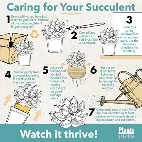 Succulents Plants Live in Garden Succulent Planters, Live Succulent Plants Live Plants in Taupe Planter Pot, Live Succulents Unique Gardening Gifts for Plant Lovers, Succulent Gifts by Plants for Pets - Image 6