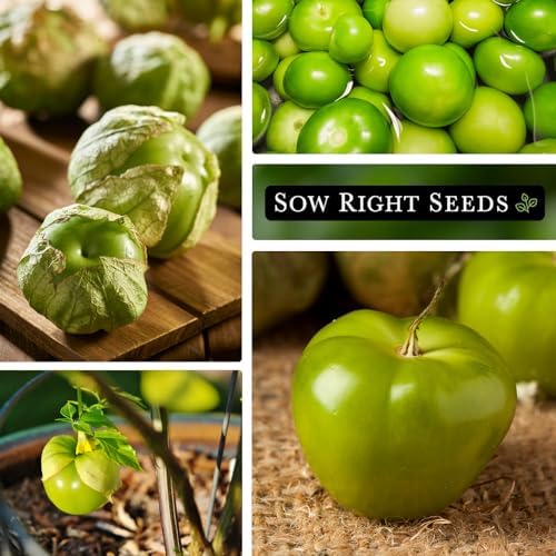 Sow Right Seeds - Toma Verde Tomatillo Seed for Planting Vegetables 3pk - Image 4