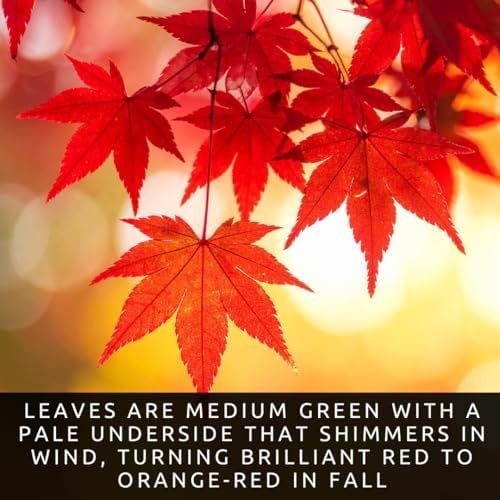 50+ Red Maple Seeds for Planting Outdoors - Heirloom Maple Tree Seeds (Acer rubrum) - Image 3